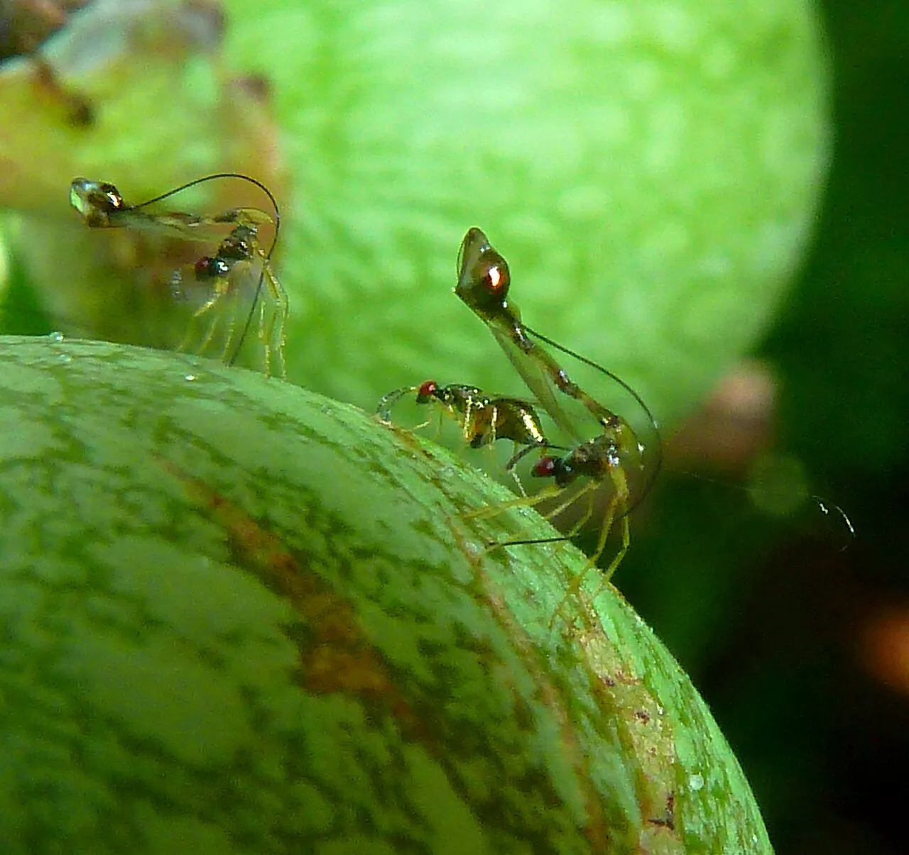 Non-pollinating parasitoid wasps Apocrypta ovipositing on Ficus sur in South Africa