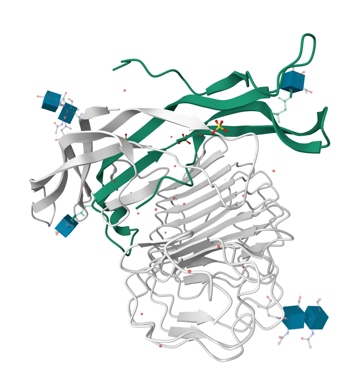 Glycoprotein hormones alpha chain within Follicle Stimulating Hormone and Receptor complex 1XWD