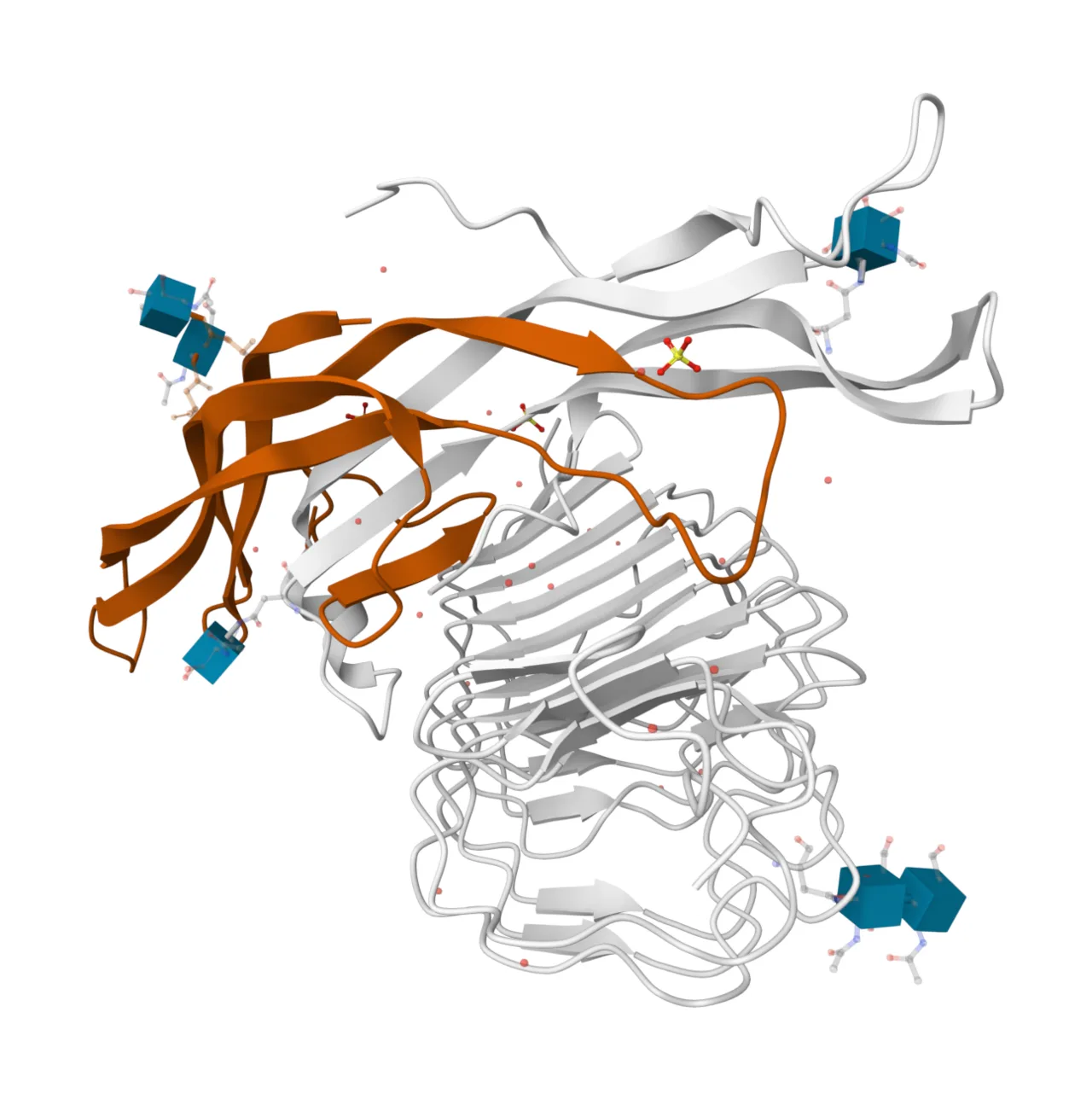 Follitropin subunit beta within Follicle Stimulating Hormone and Receptor complex 1XWD