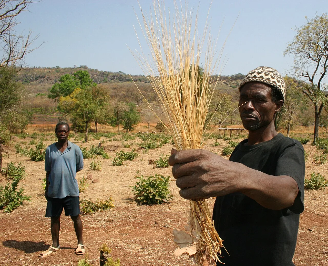 White fonio in Tambacounda Region of southern Senegal