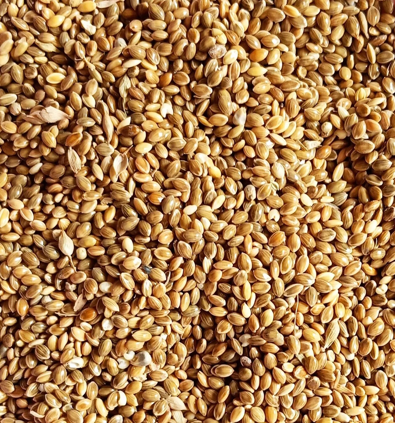 Foxtail millet (Setaria italica) seeds, India.