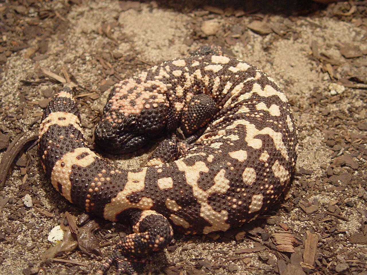Gila monster2