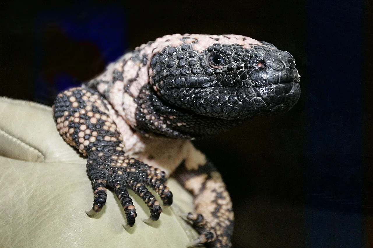 A Gila monster in captivity