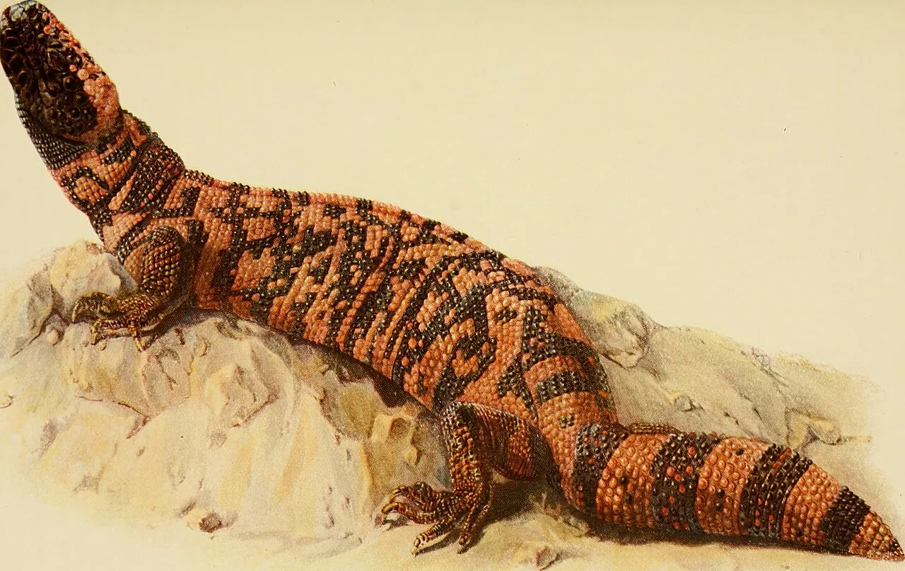 Illustration in Animaux venimeux et venins, 1922