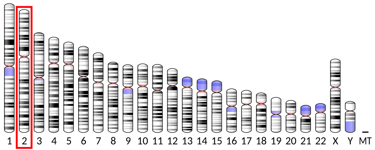Chromosome 2 (human)