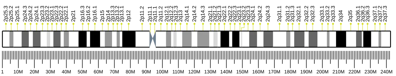 Chromosome 2 (human)