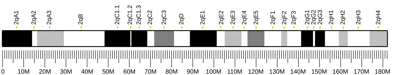 Chromosome 2 (mouse)