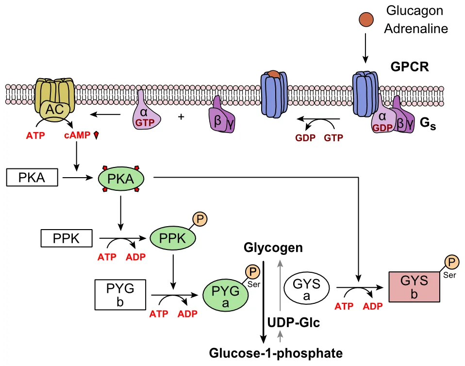 Metabolic regulation of glycogen by glucagon.