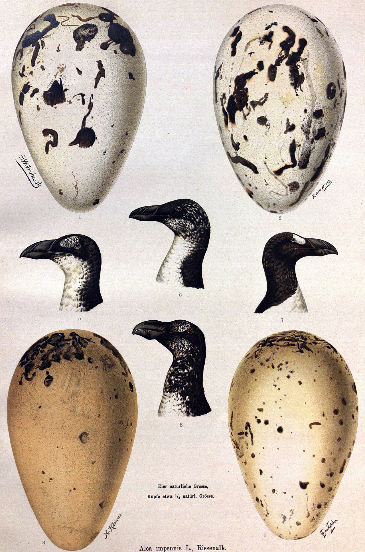 A large, elongate egg is sketched, primarily white with brown streaks condensing closer to the larger end.