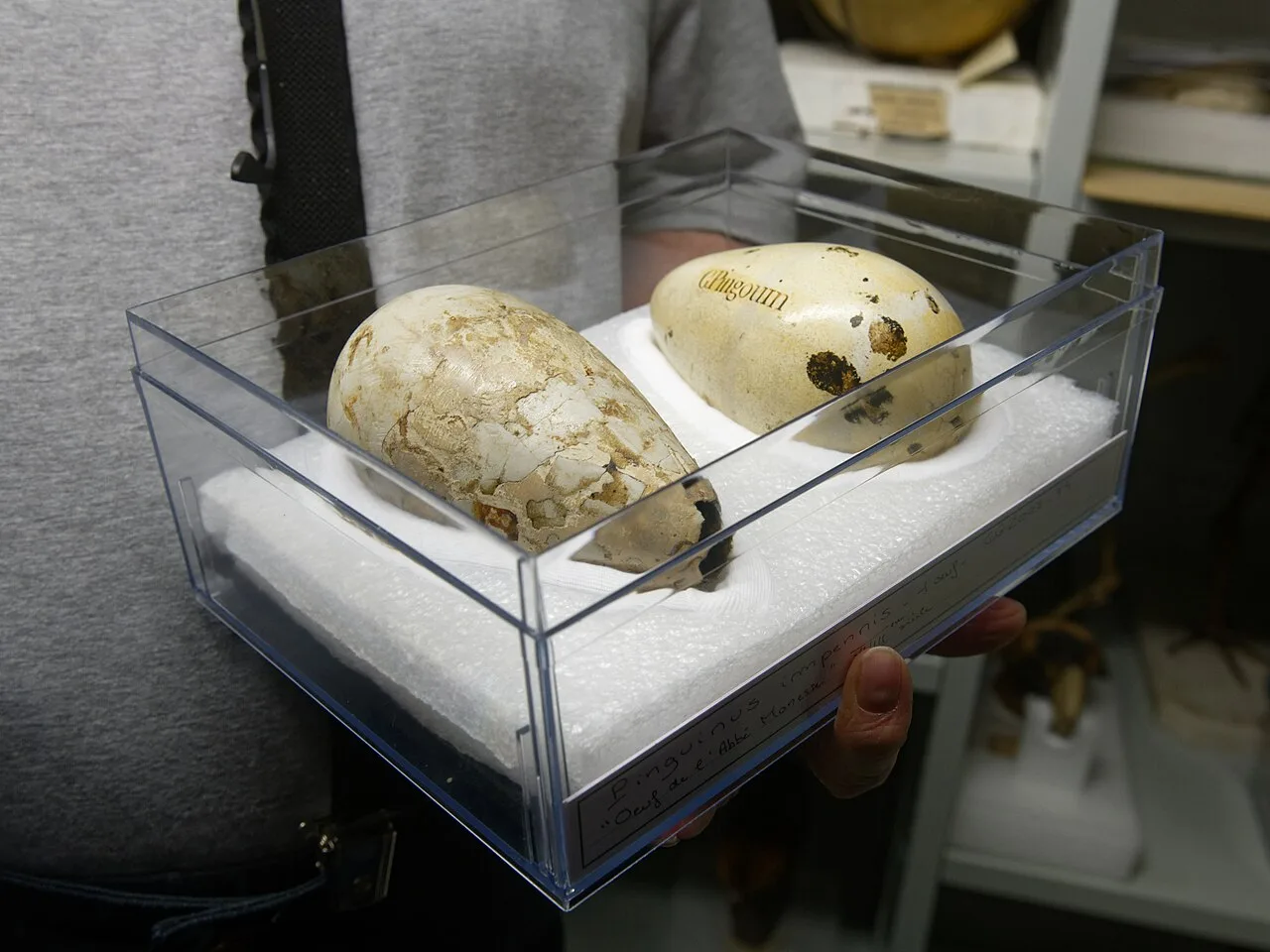Eggs in Muséum national d'histoire naturelle