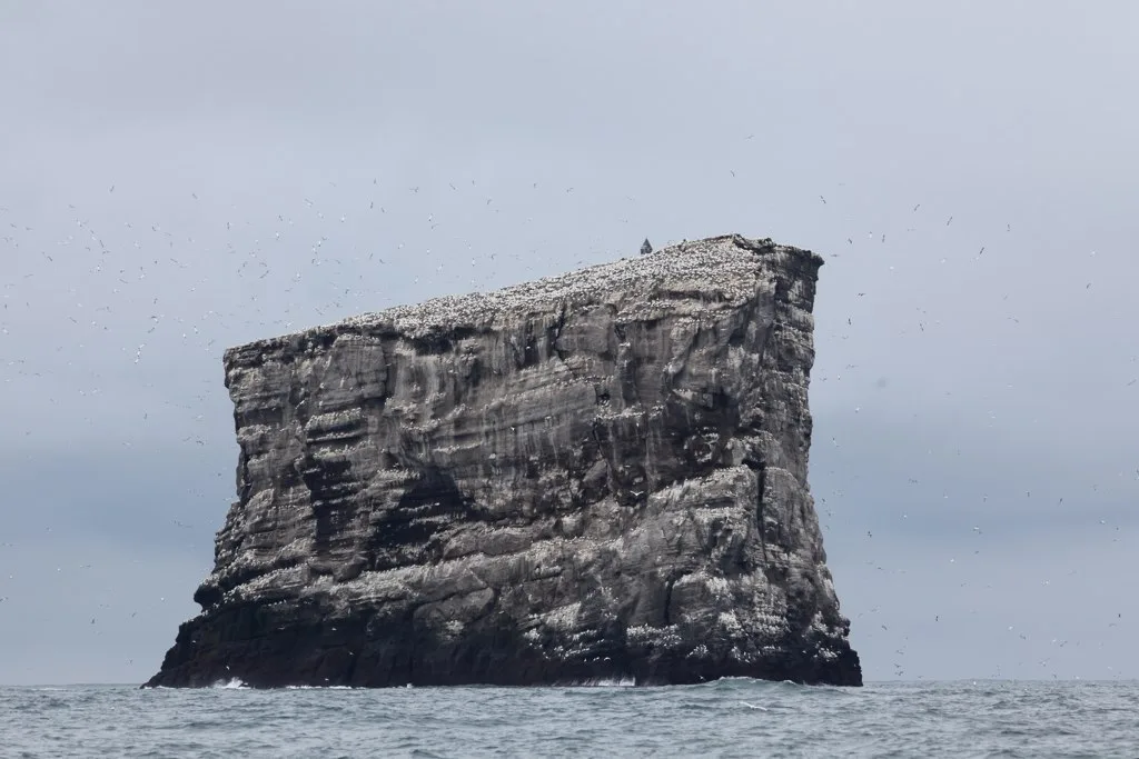 Eldey, last refuge of the great auk