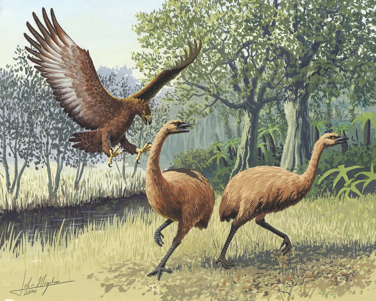 Life restoration of Haast's eagle attacking moa