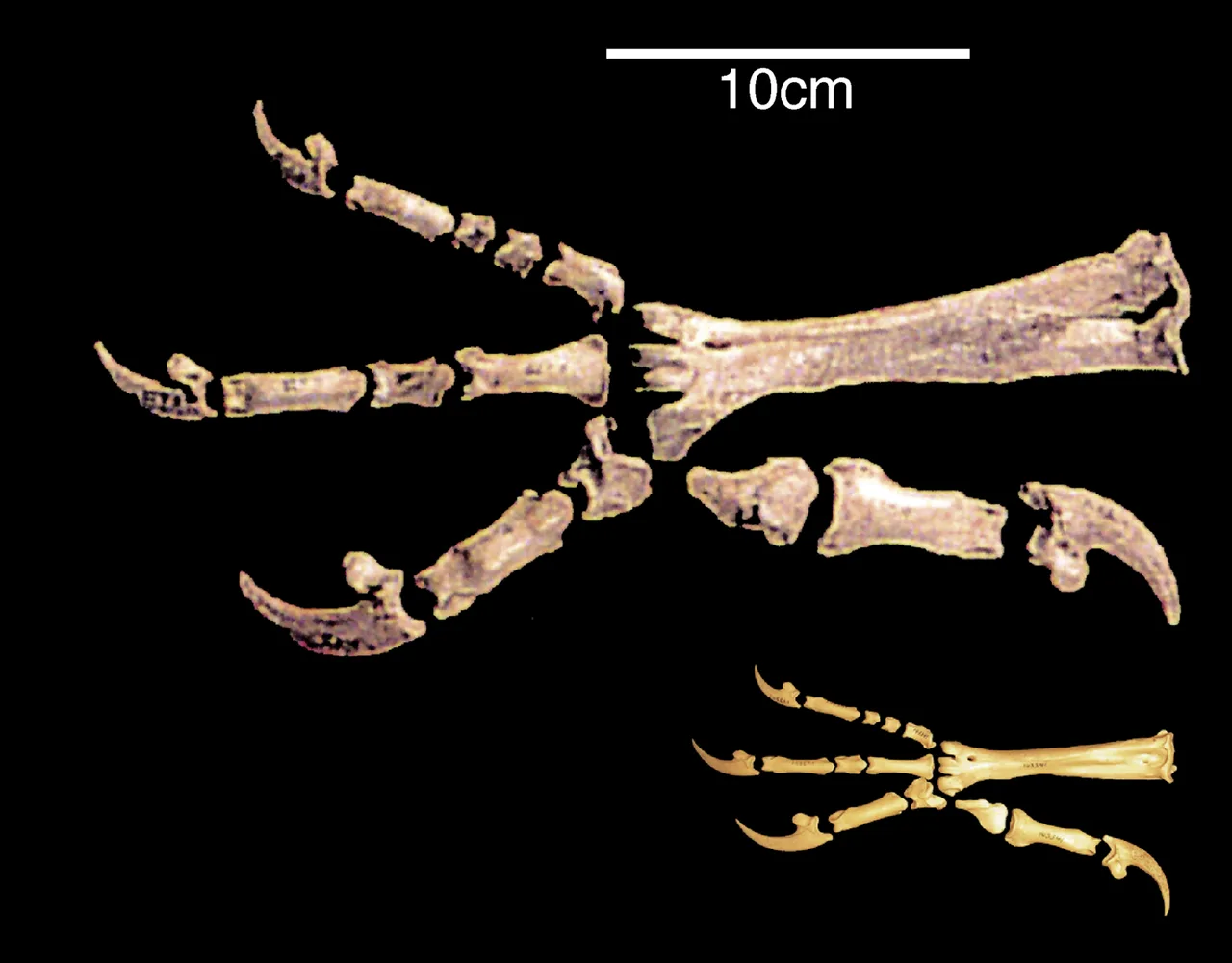 Foot bones of Haast's eagle (top) and those of its closest living relative, the little eagle