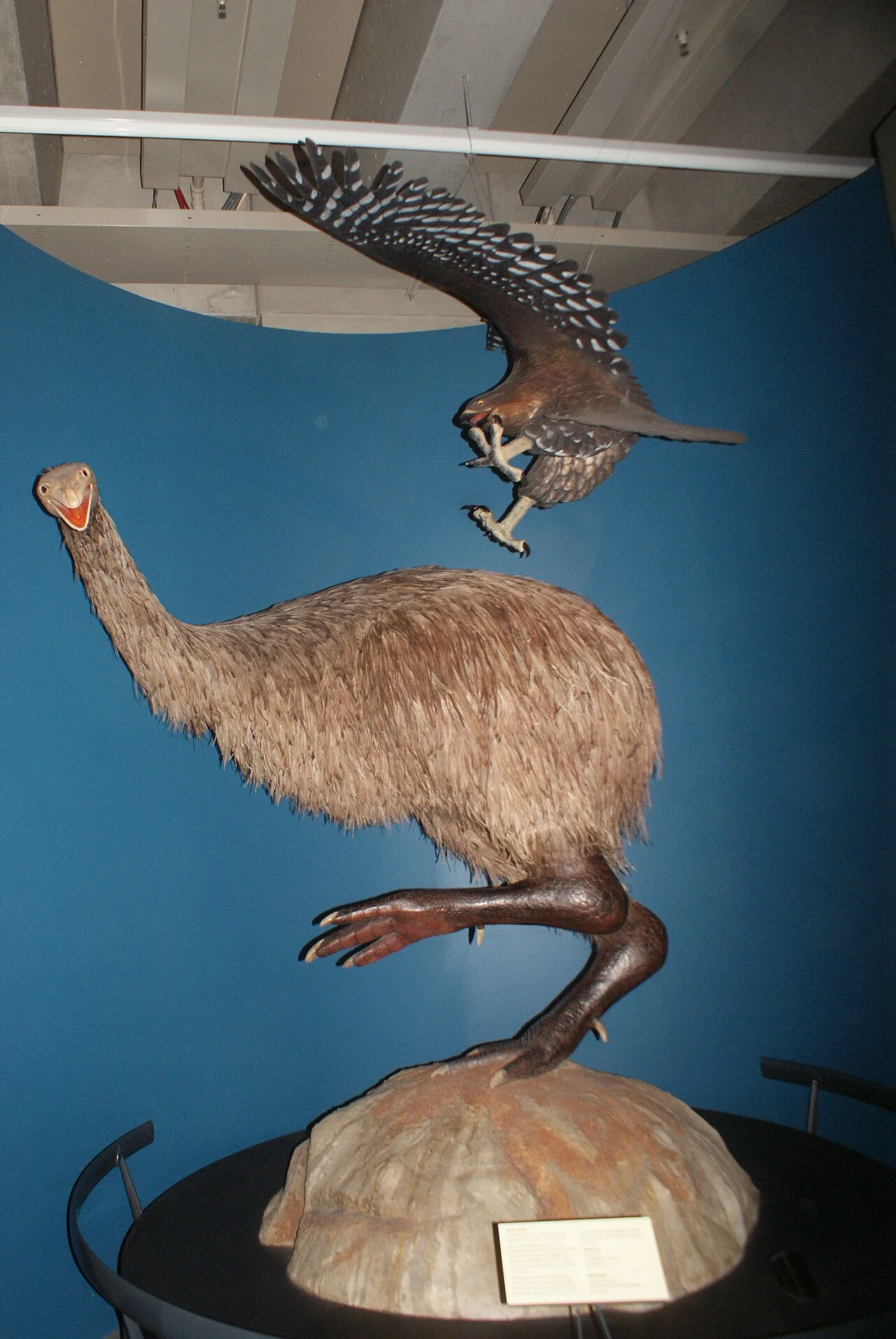 Model at Te Papa of Haast's eagle attacking a moa