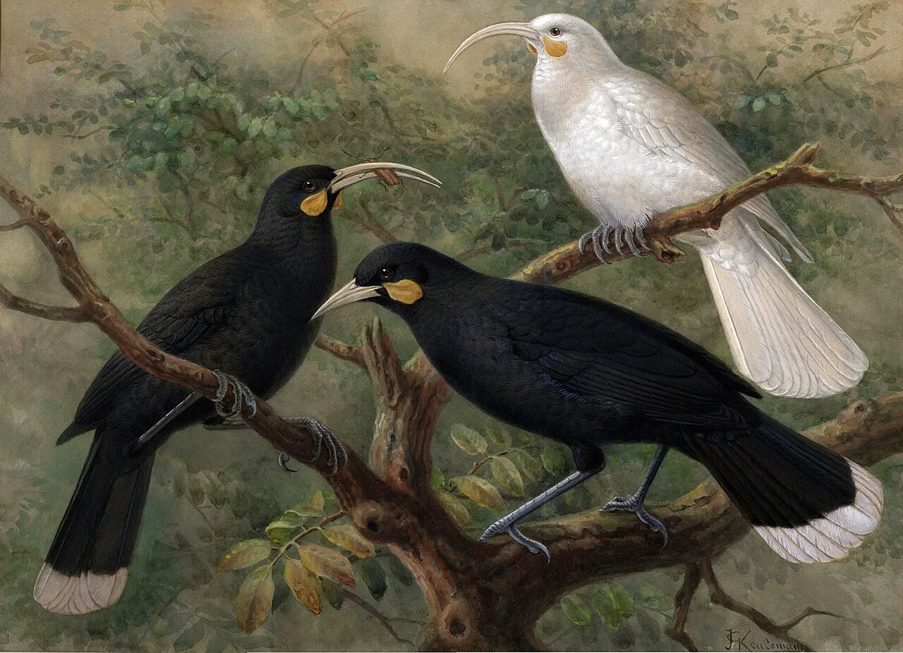 Painting by J. G. Keulemans of a female, a male, and a white female