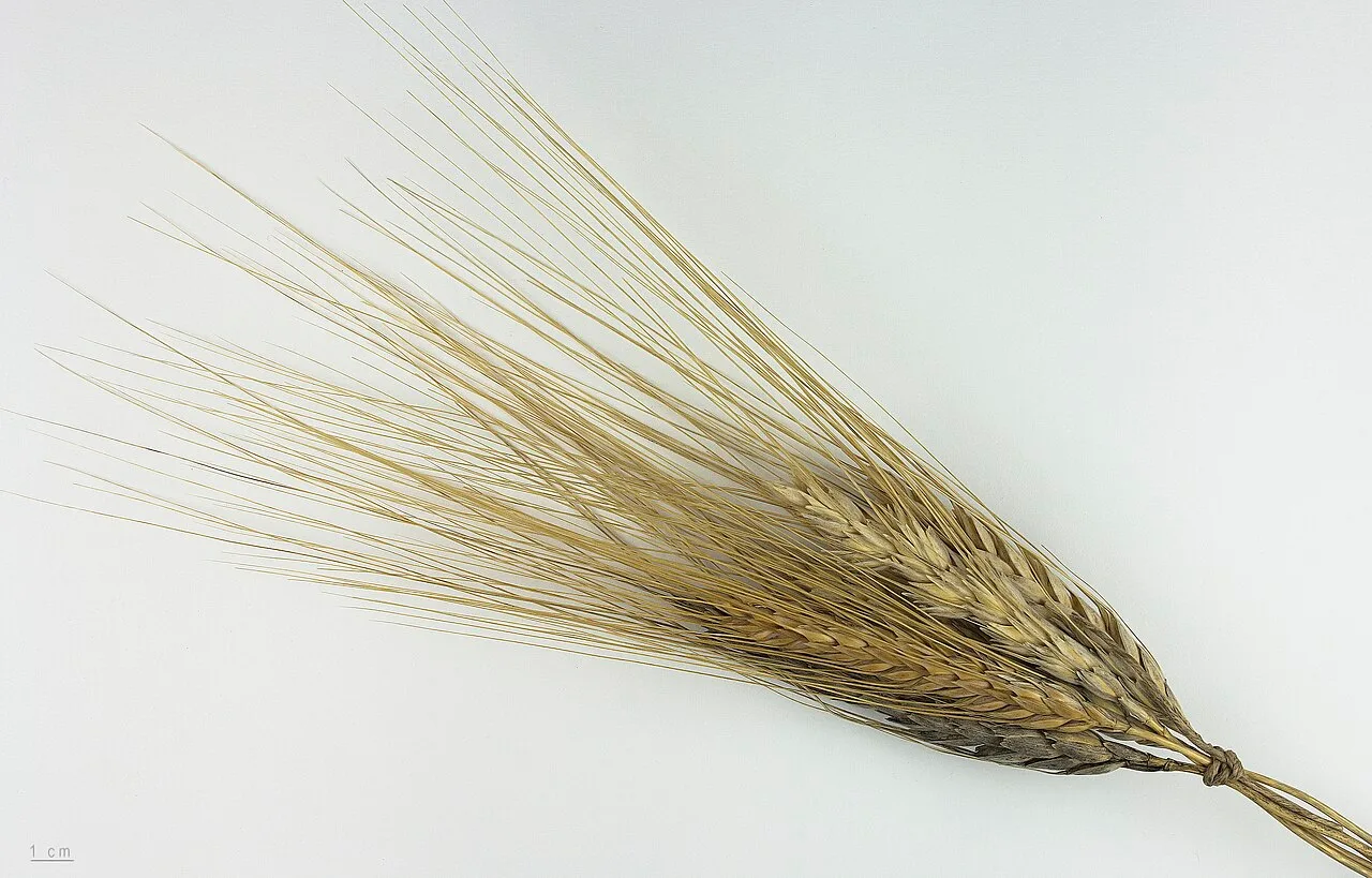 Triticum turgidum subsp. turanicum