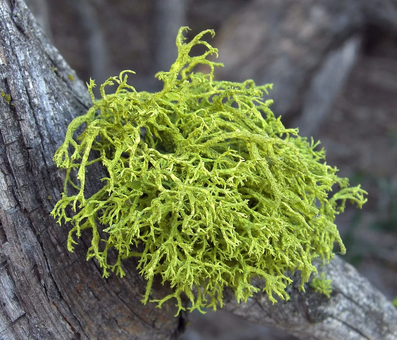 Letharia vulpina, wolf lichen, grows like a multiple-branched tuft or leafless mini-shrub, so it has a fruticose growth