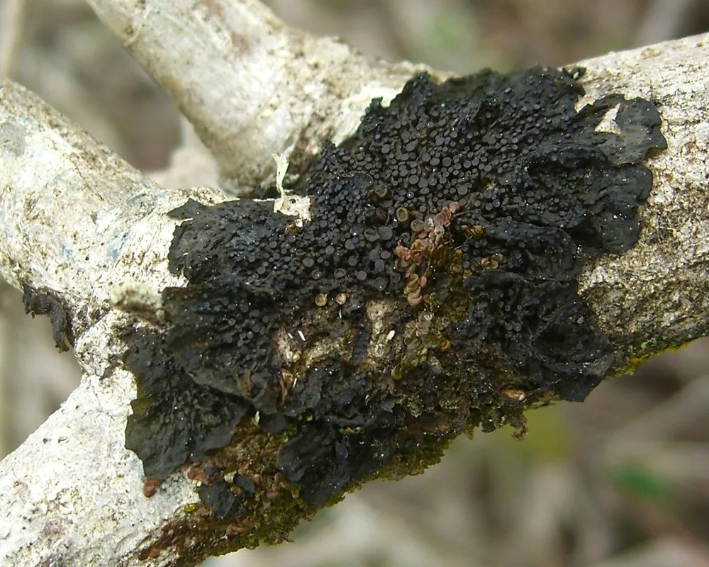 Collema nigrescens is gelatinous, without internal structure for its parts.