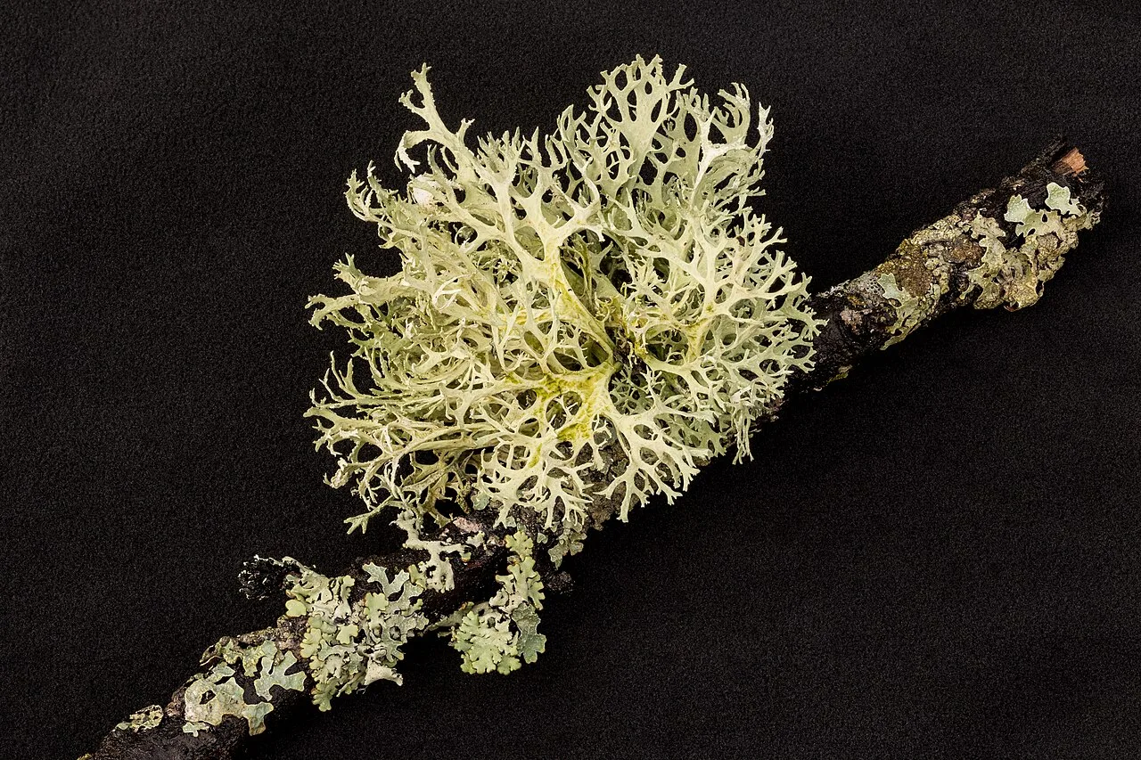 Lichens considered to be example of mutualistic symbiosis