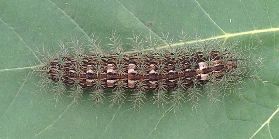 Lonomia-obliqua-citsc-1