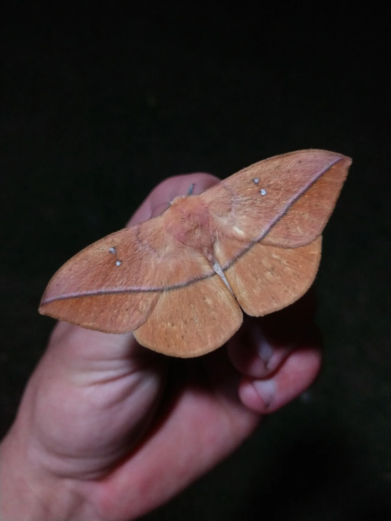 Adult