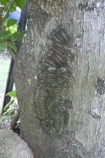 Gregarious L. obliqua caterpillars clustered on a tree trunk. Contact with multiple caterpillars can result in more sign