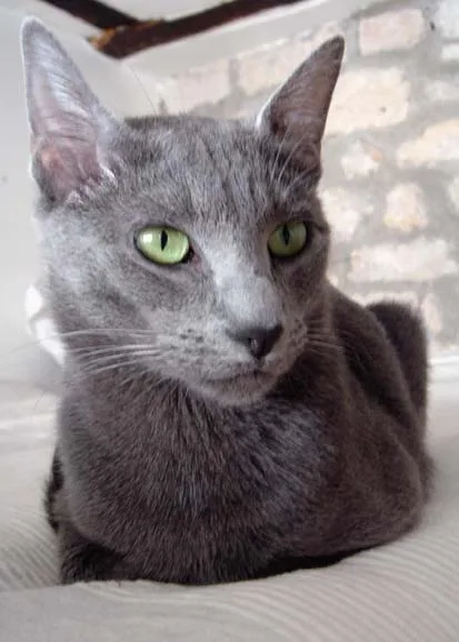 The Russian Blue is one of a number of cat breeds whose fur is always Maltese all over.