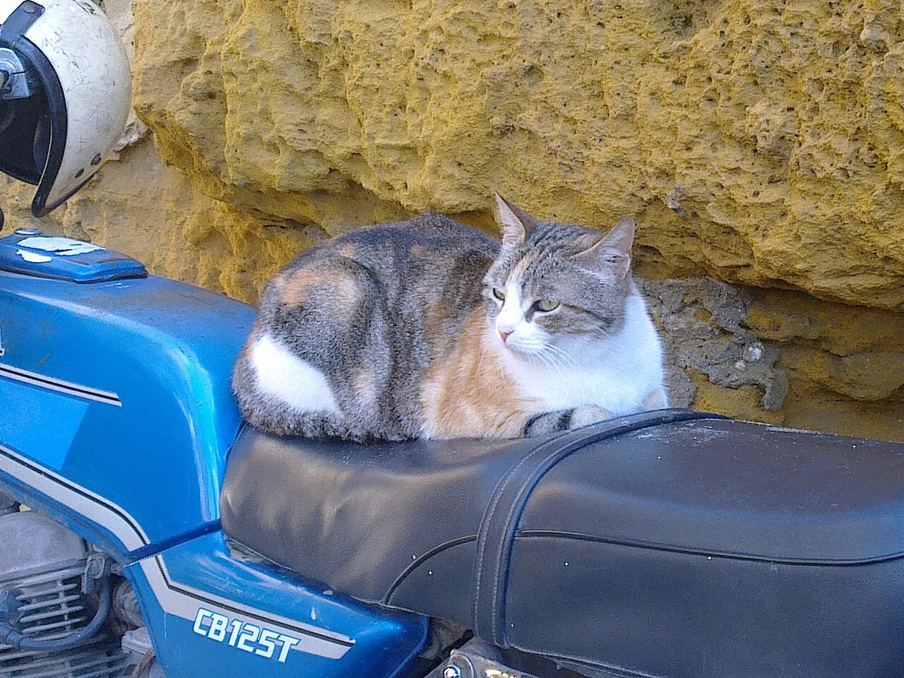 A Maltese cat resting outside The Citadella, Gozo in Malta.