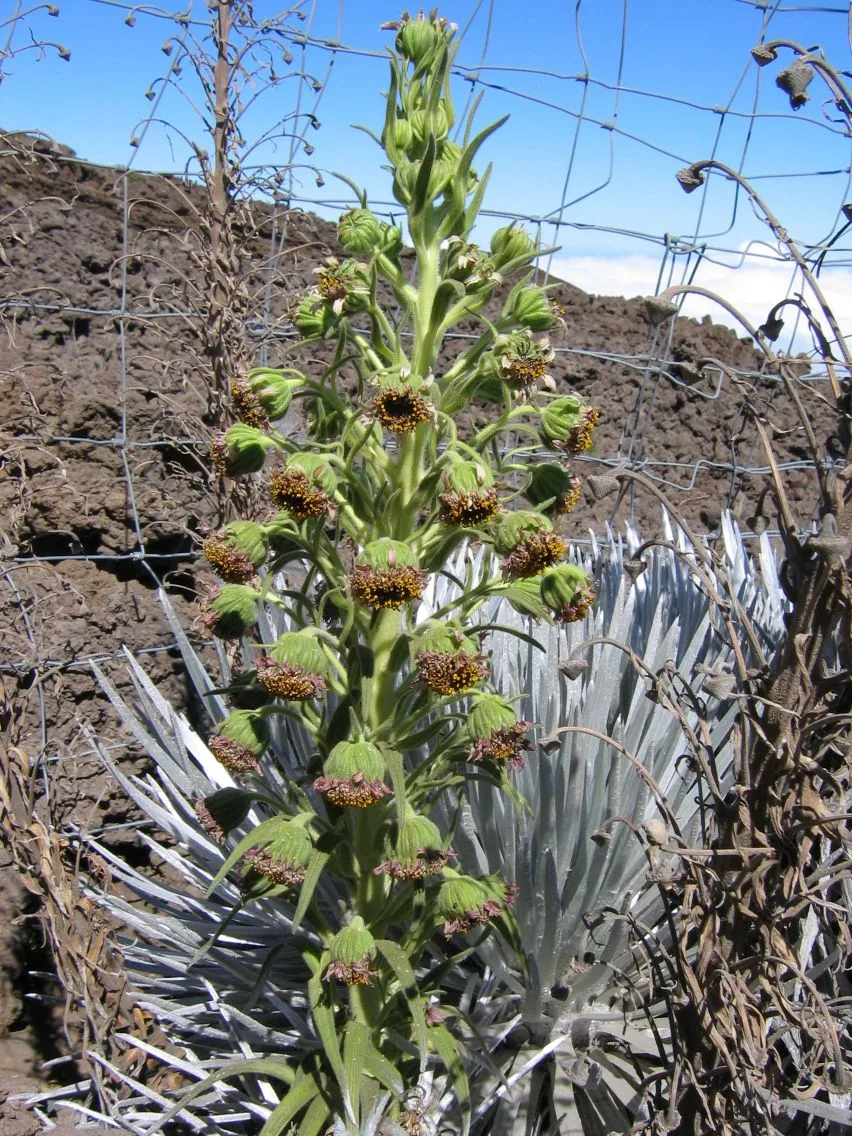 Mauna Kea silversword (Argyroxiphium sandwicense sandwicense) growing near the volcano's summit