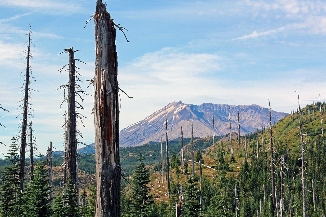 Twenty years after the 1980 eruption, trees killed by the blast were still standing.