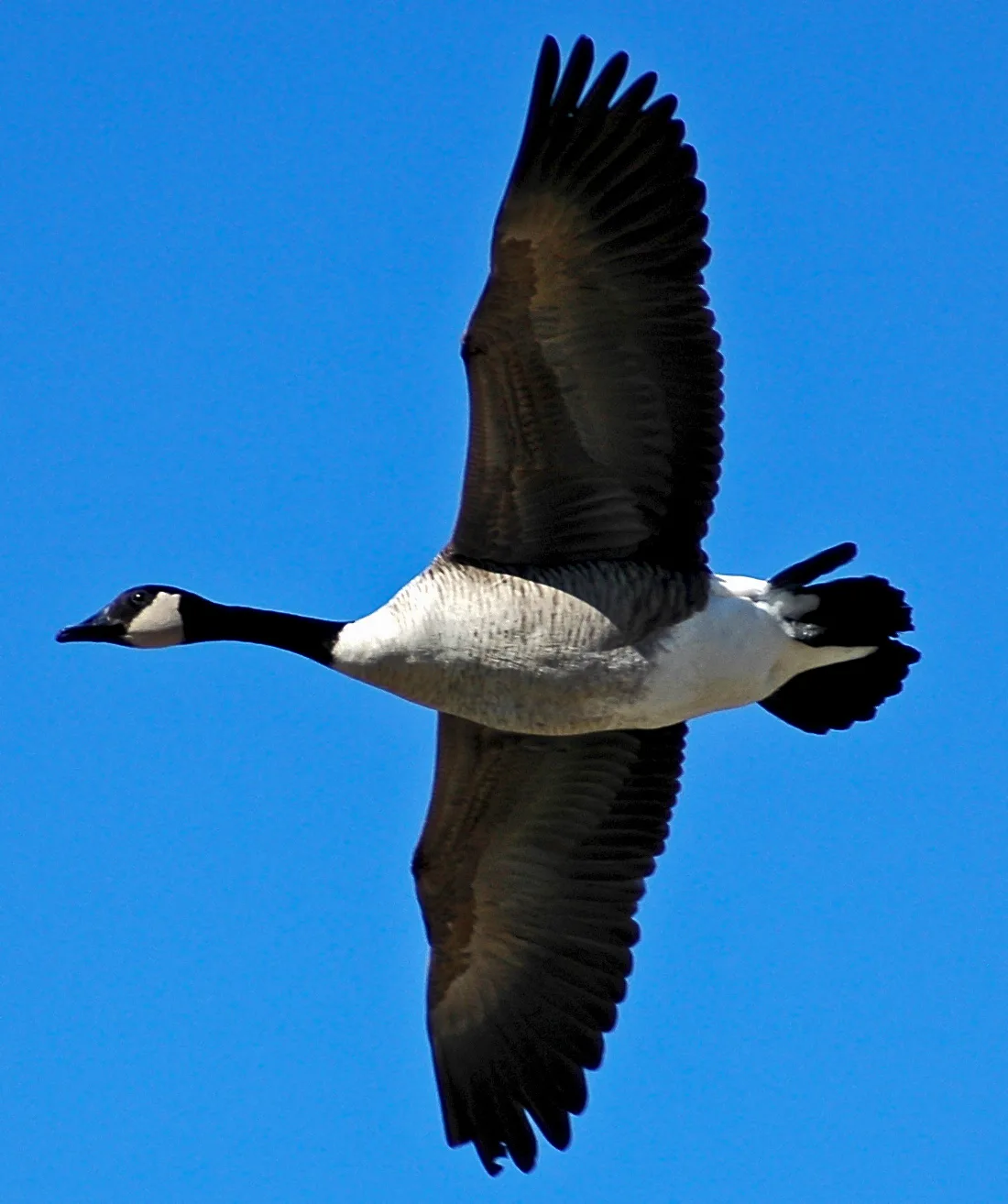 Goose-flying
