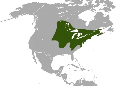 Northern Short-tailed Shrew area