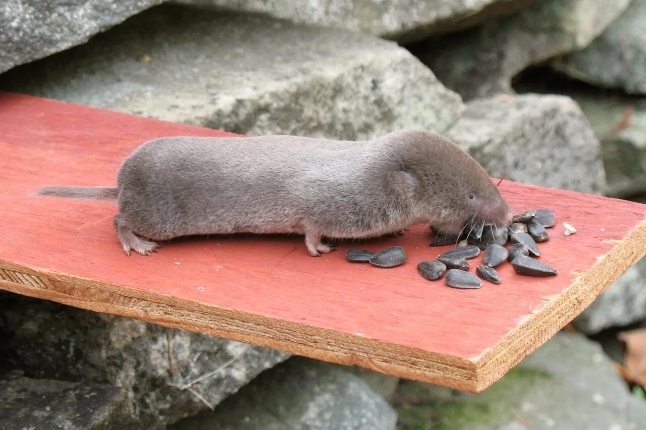 Northern short-tailed shrew