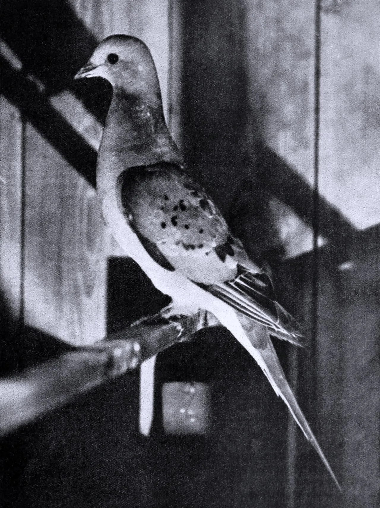 Bird lore (1913) (14562557107)