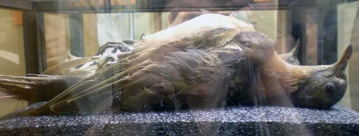 "Buttons", one of the last confirmed wild passenger pigeons, Cincinnati Zoo