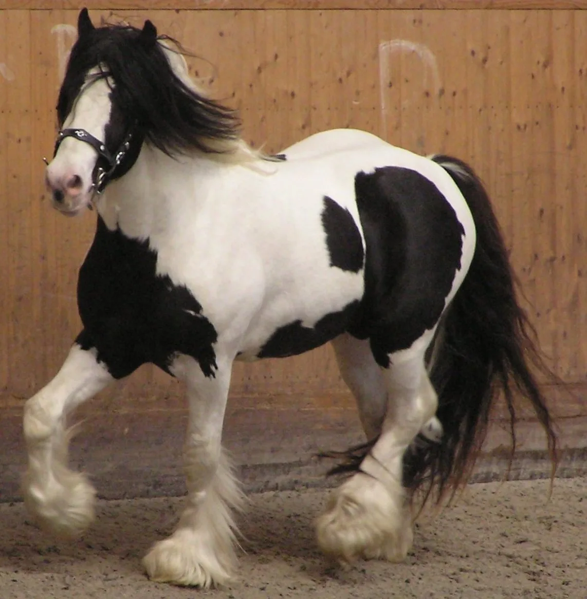 A piebald horse, Tobiano pattern
