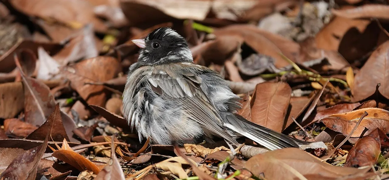 A piebald dark-eyed junco showing patchy white feather coloration