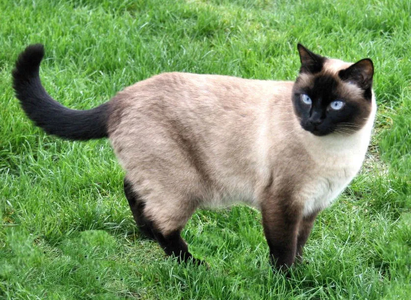 A cat with black point coloration