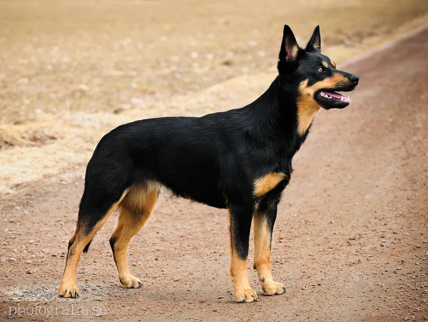 Dog with tan points