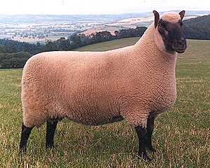 A sheep showing dark points on its face, ears, and legs