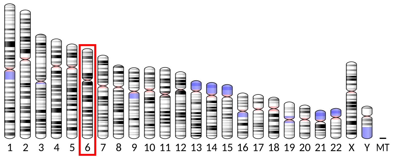 Chromosome 6 (human)
