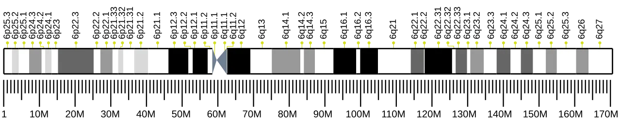 Chromosome 6 (human)