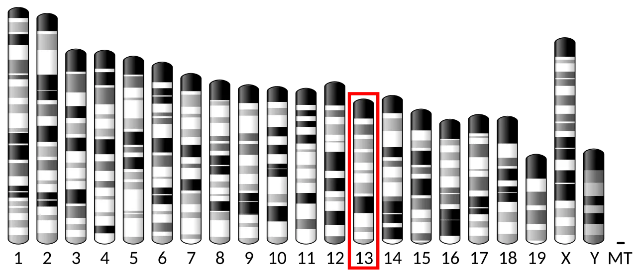 Chromosome 13 (mouse)
