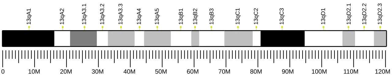 Chromosome 13 (mouse)