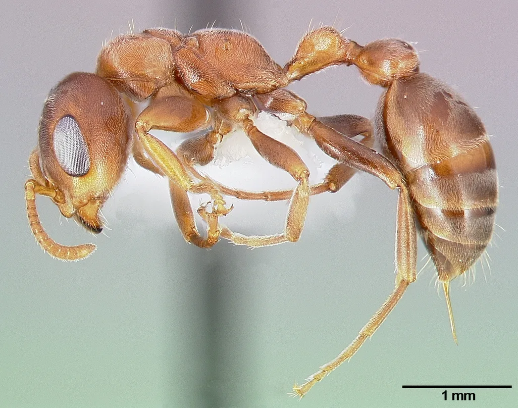 Pseudomyrmex ferrugineus casent0005785 profile 1