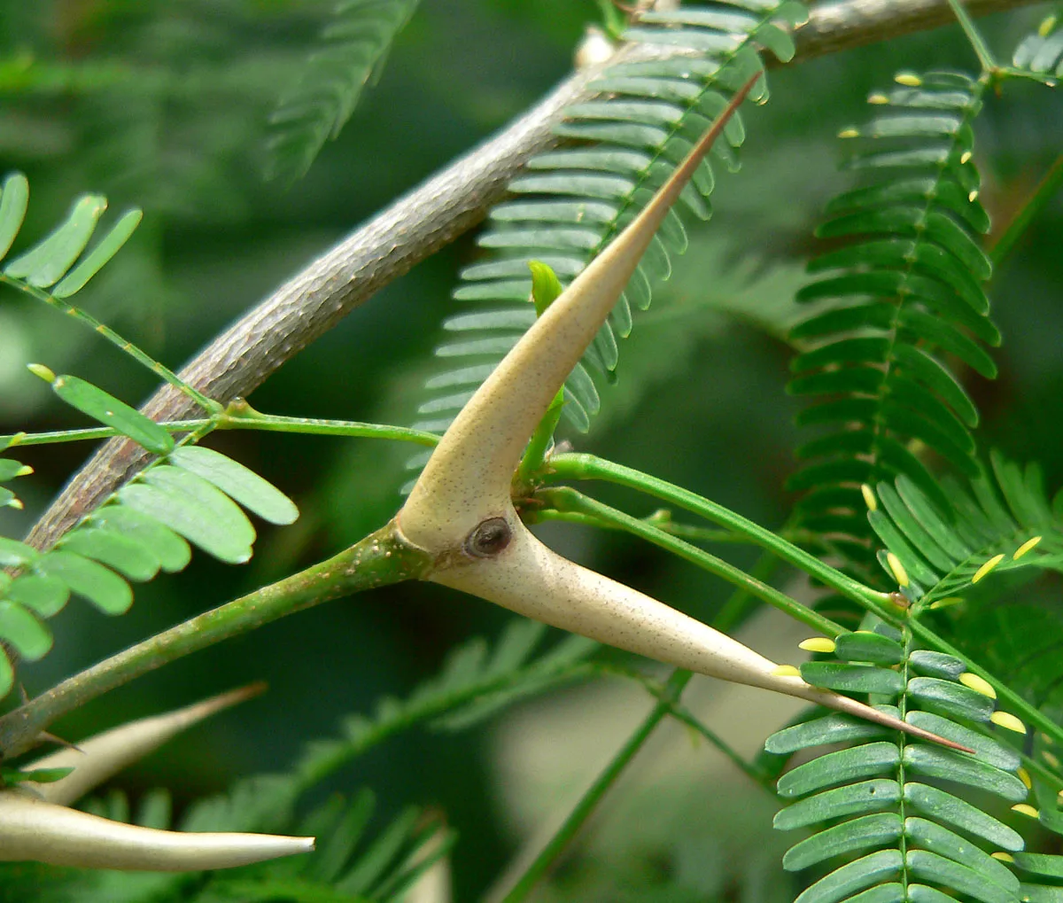 "Horns" of Acacia cornigera