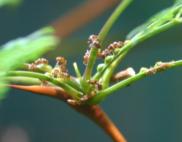 Pseudomyrmex ferruginea Ryan Somma-cropped
