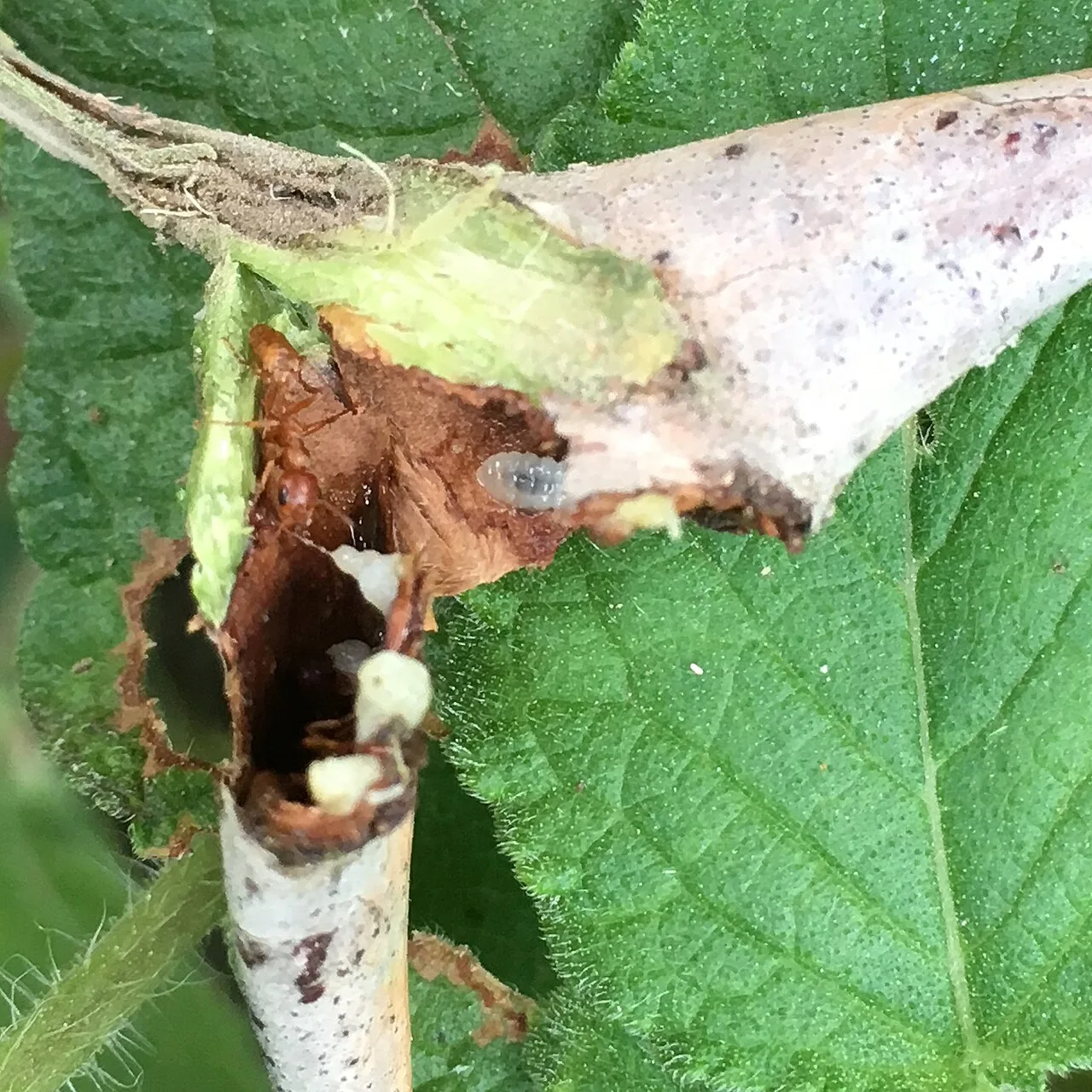 An opened A. cornigera thorn containing an adult and immature P. ferruginea