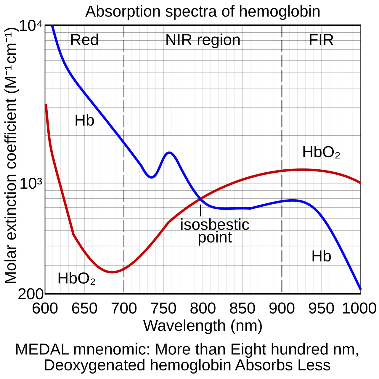 Absorption spectra of oxygenated hemoglobin (HbO2) and deoxygenated hemoglobin (Hb) for red and infrared wavelengths