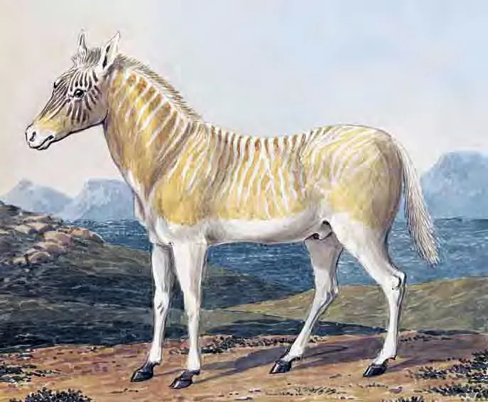 Illustrations of aberrant quaggas by Samuel Daniell from 1804 (above) and Charles Hamilton Smith from 1841, which were t